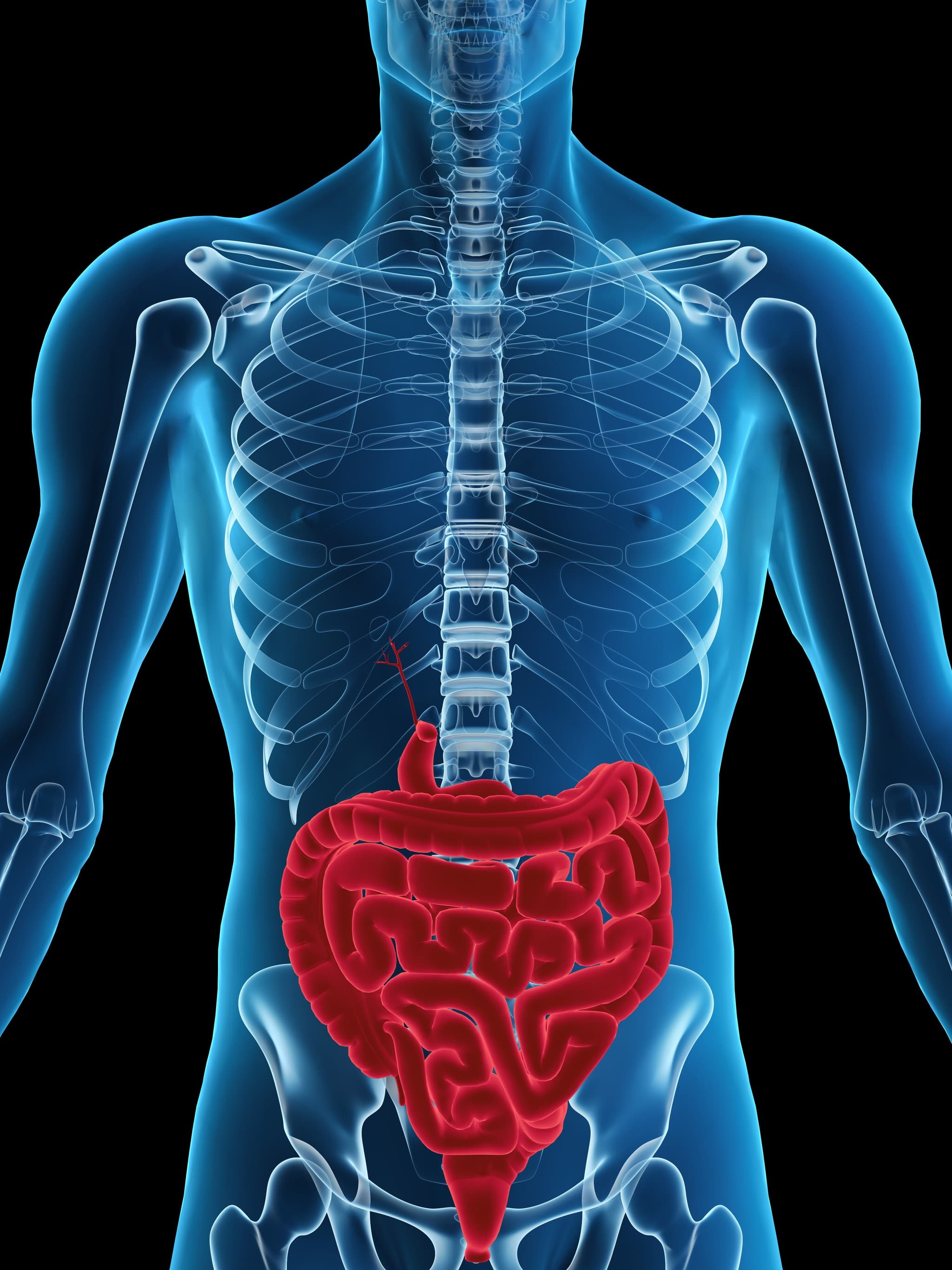 3D image of Human digestive system