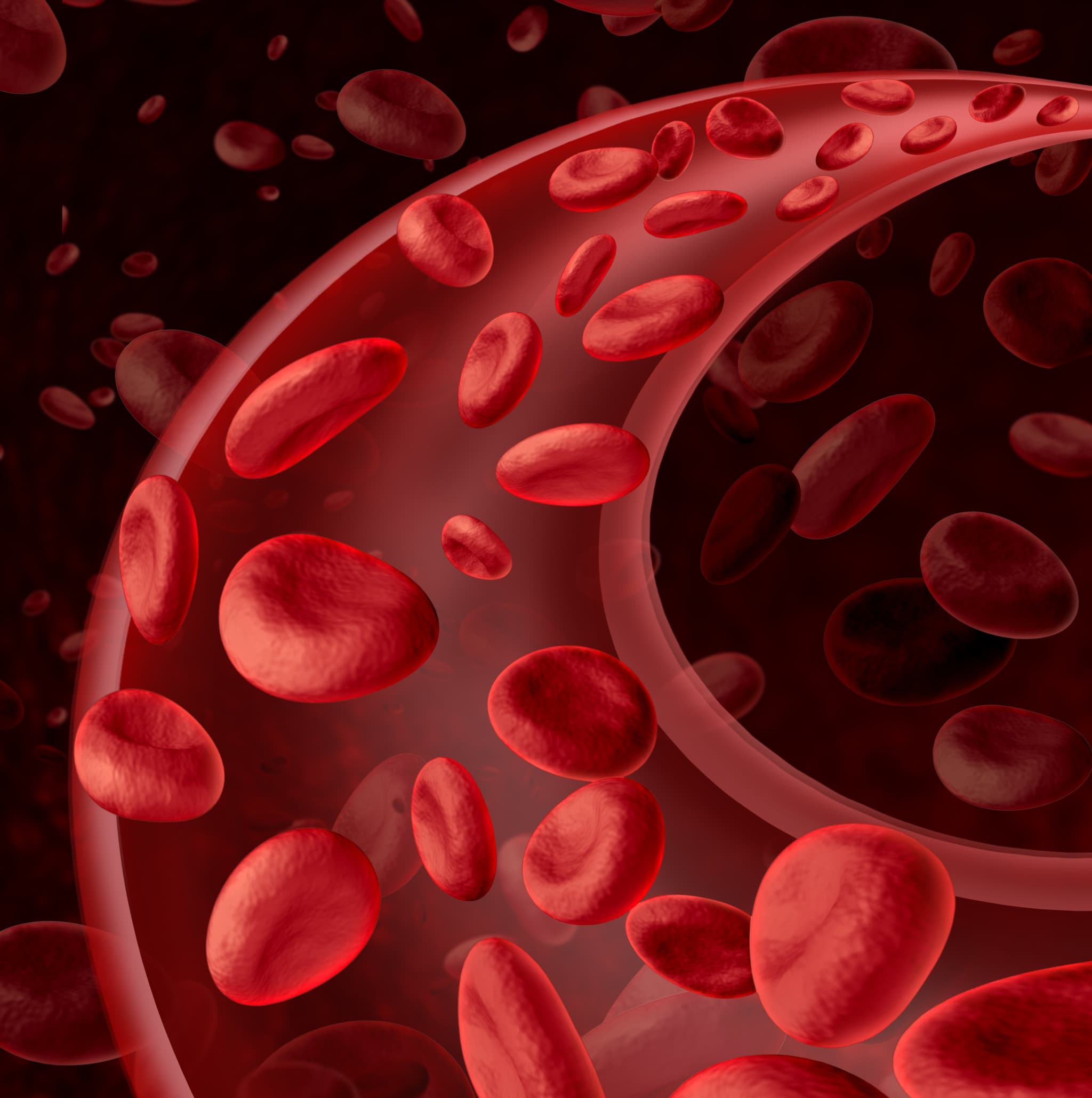 Blood cells circulation symbol as a medical health care concept with a group of three dimensional human cells flowing through a dynamic artery or vein connected to the circulatory system.