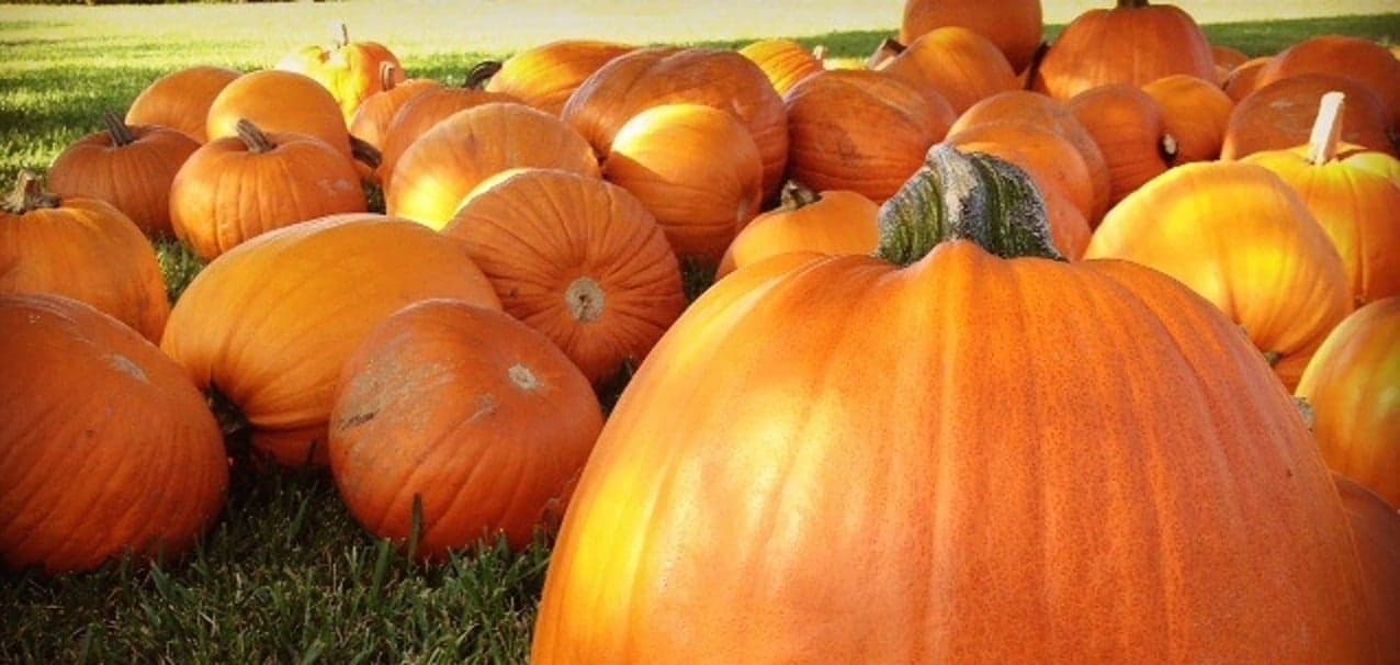 Picture of pumpkin patch