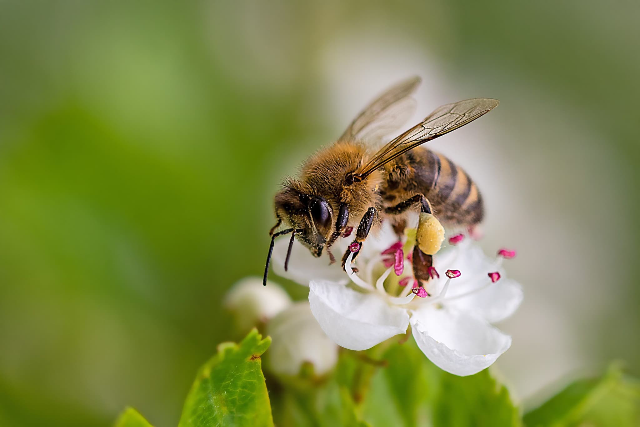 Featured image for article: How To Treat and Prevent Insect Allergies