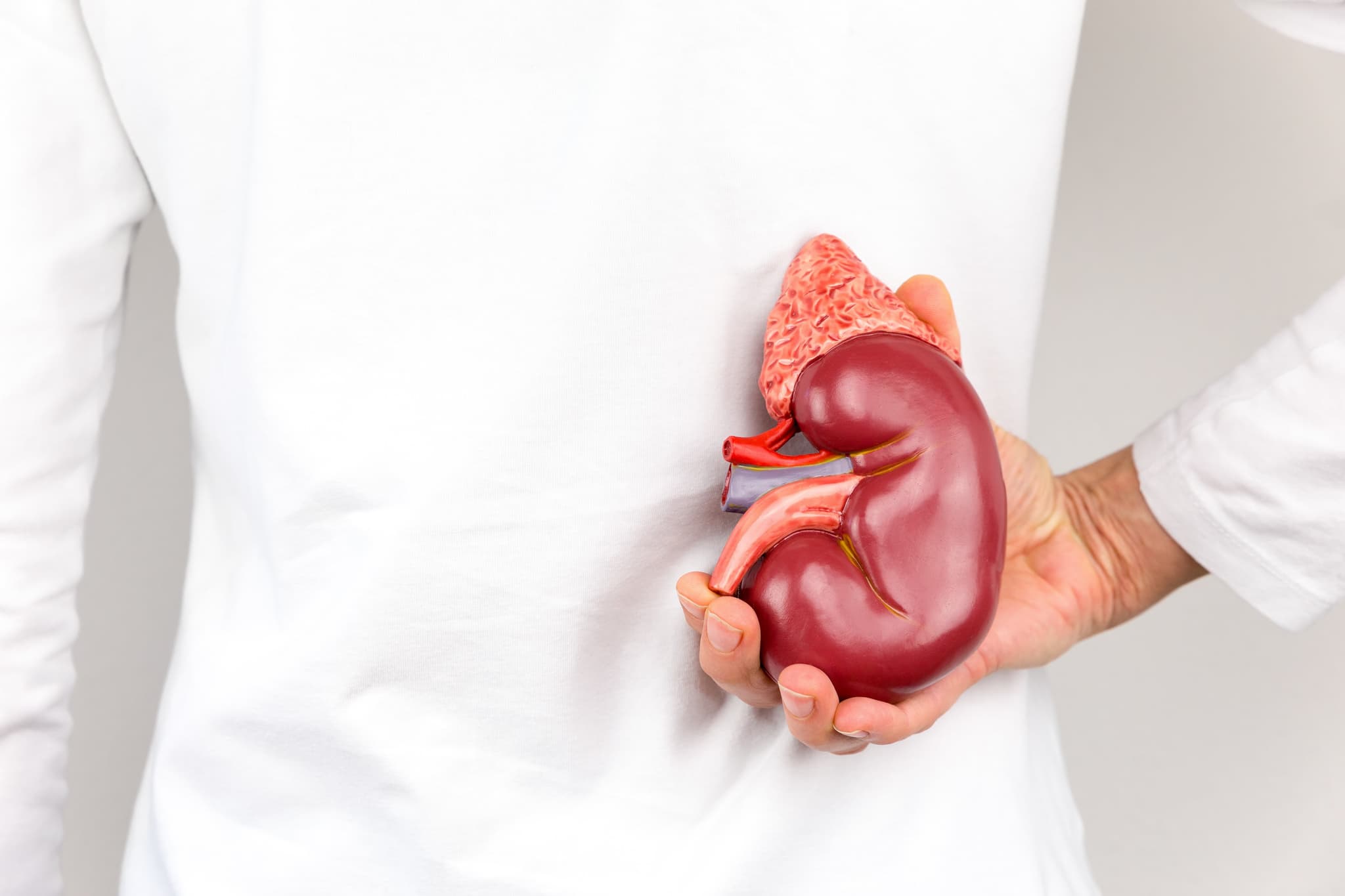 Picture of Hand holding model of human kidney organ at body