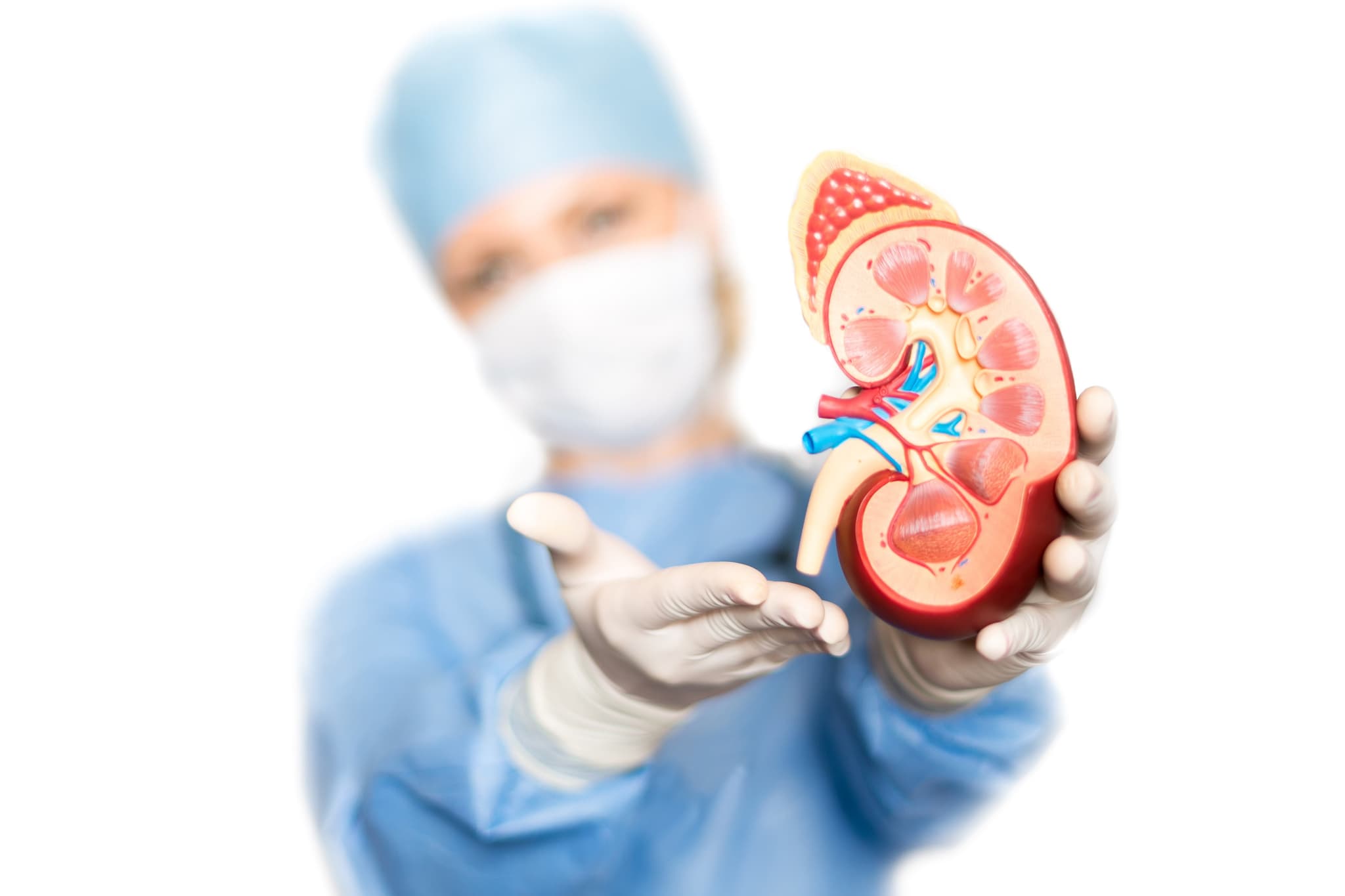 Picture of surgeon holding up model of kidney