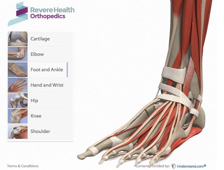 Foot & Ankle Anatomy - Golden State Orthopedics & Spine