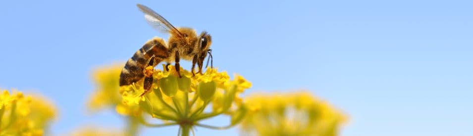 Picture of bee on flower