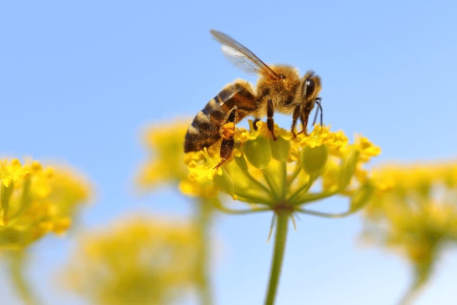 bee on flower
