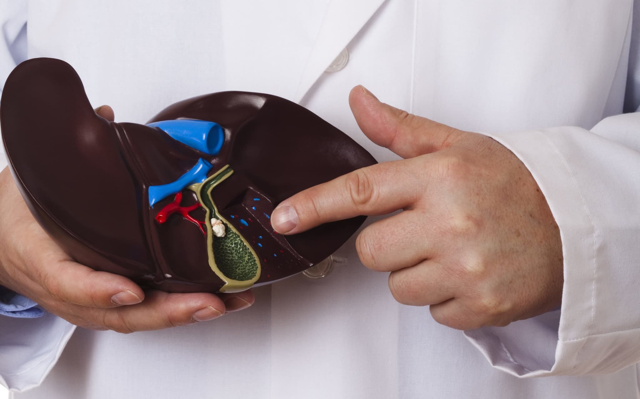 Picture of Gastroenterologist holding human liver model