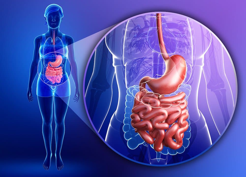 Picture of Illustration of female small intestine anatomy