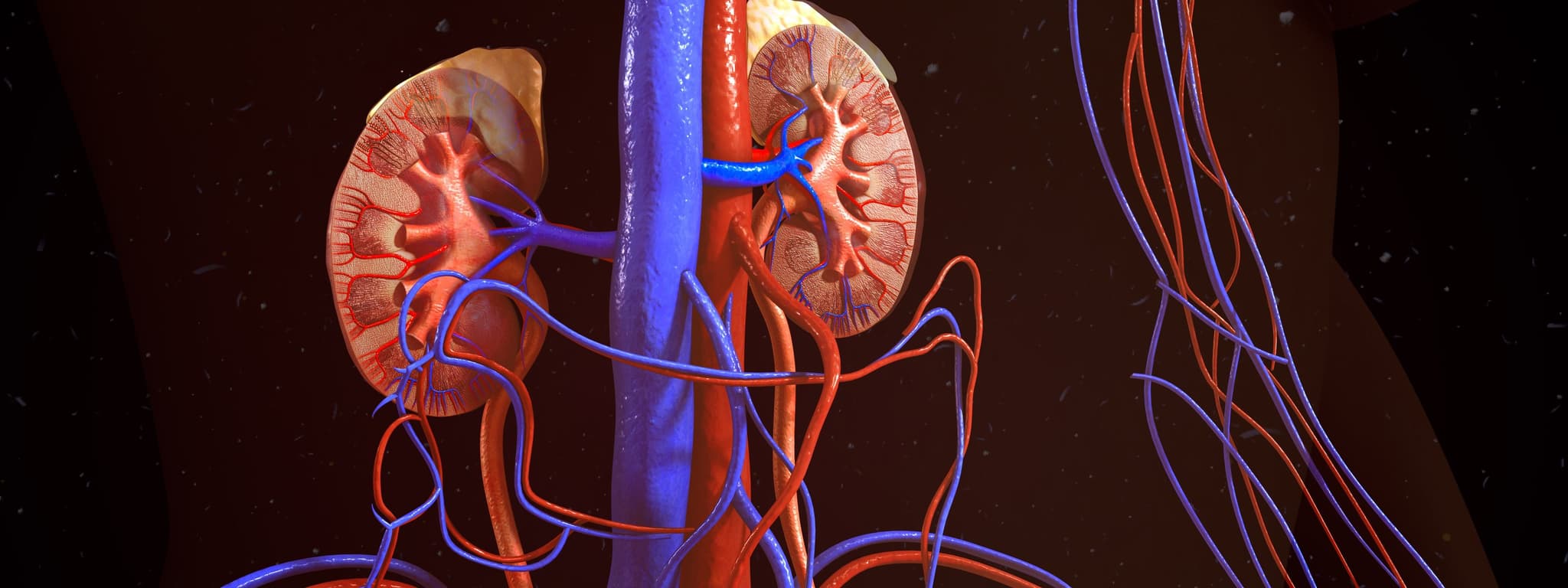 Picture of The kidneys are located in the abdominal cavity, more specifically in the paravertebral gutter and lie in a retroperitoneal position at a slightly oblique angle. There are two kidneys. One is on each side of the spine.