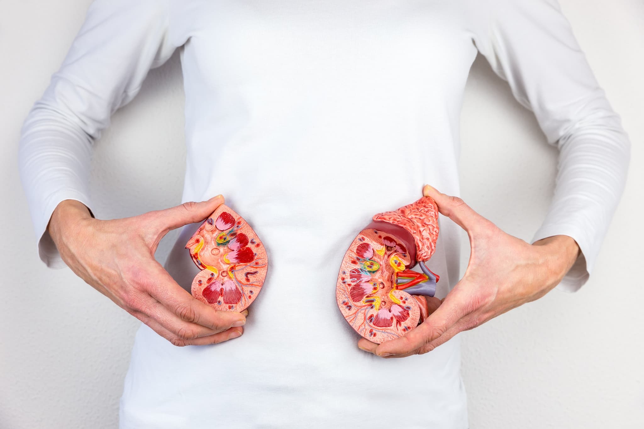 Picture of Woman holding model human kidney halves at white body. This artificial model of the kidney organs is used in high school for education. In biology lesson the school children learn about the human body and the various organs with their function. In this case they can see the inside because it's a longitudinal section. Of course a human has two kidneys and here you only see two halves.