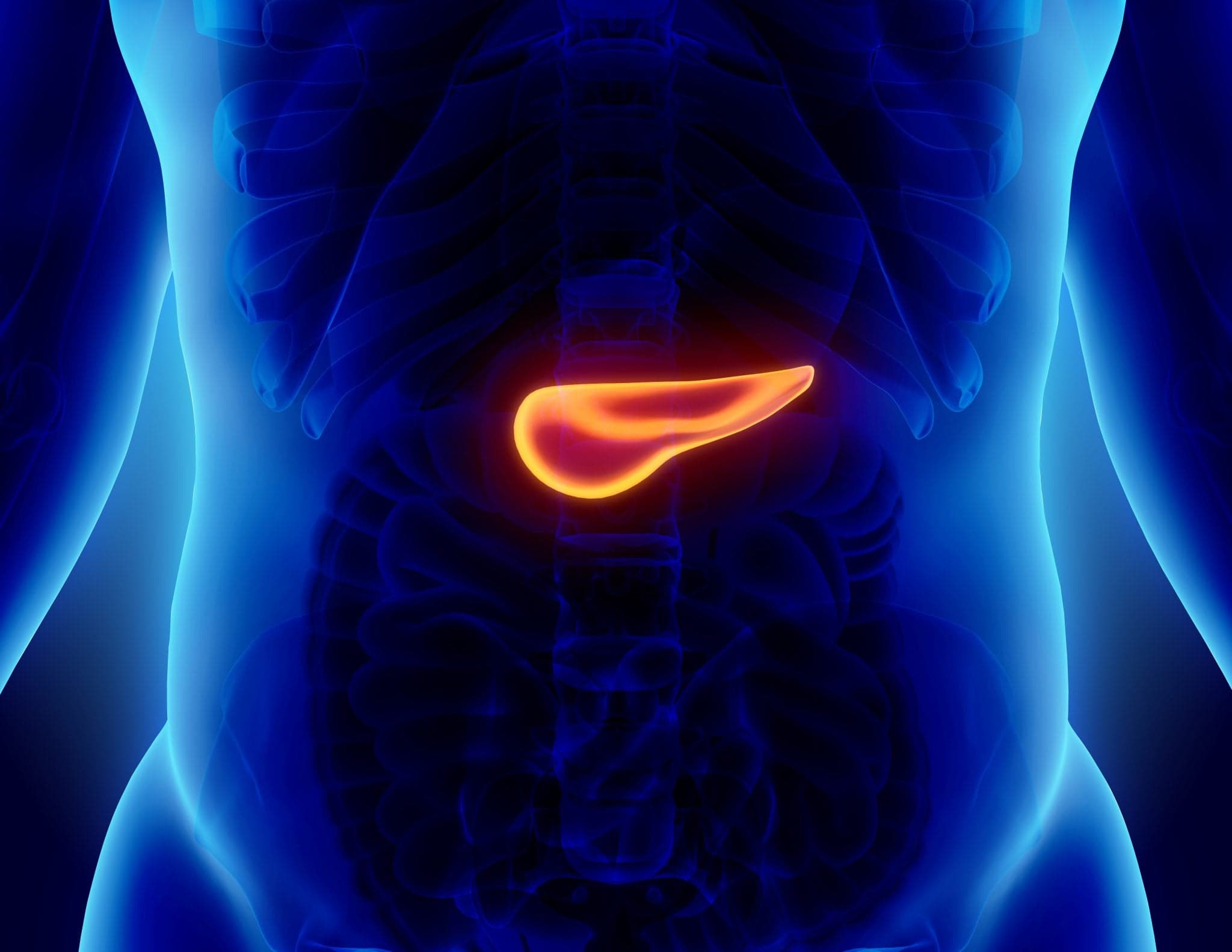 3D illustration of Pancreas - part of digestive system, medical concept.