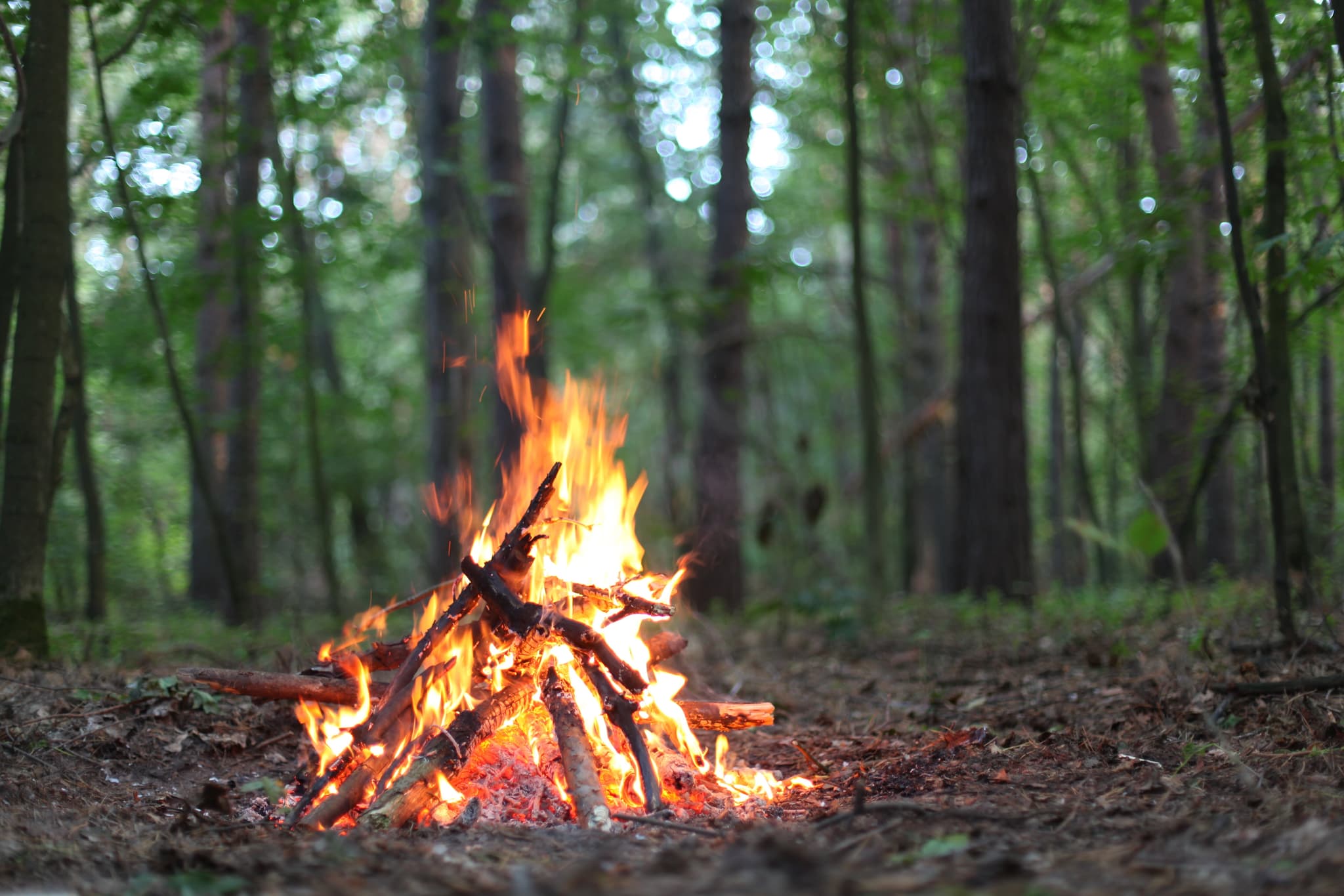 Picture of Bonfire in the forest.