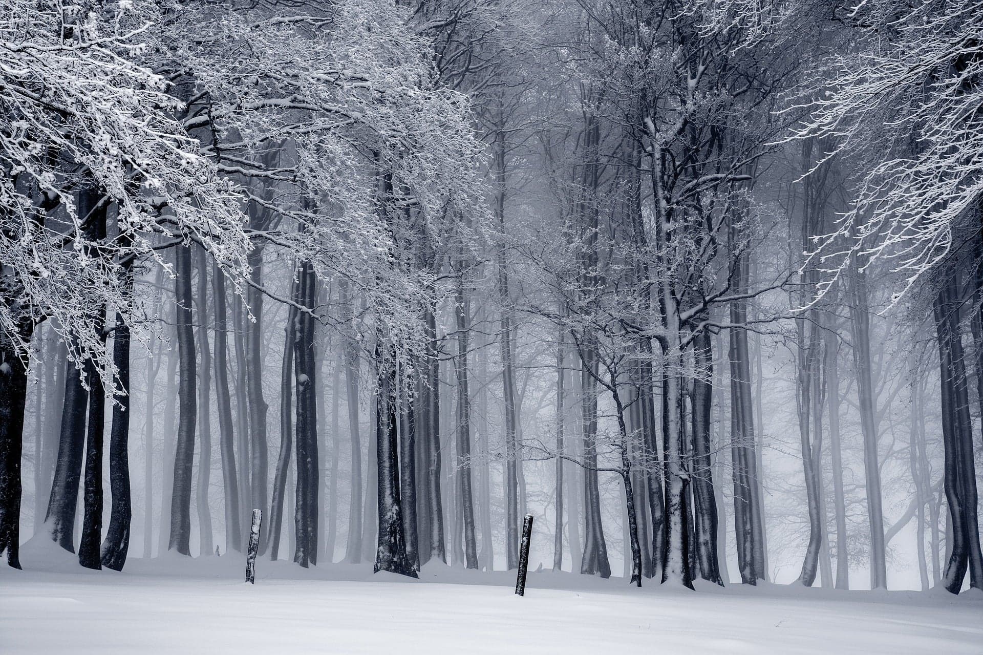 Picture of woods in winter