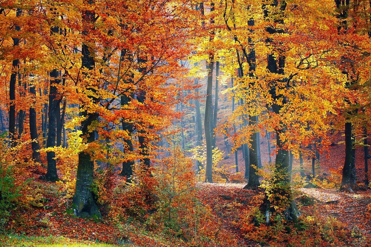 Picture of autumn forest