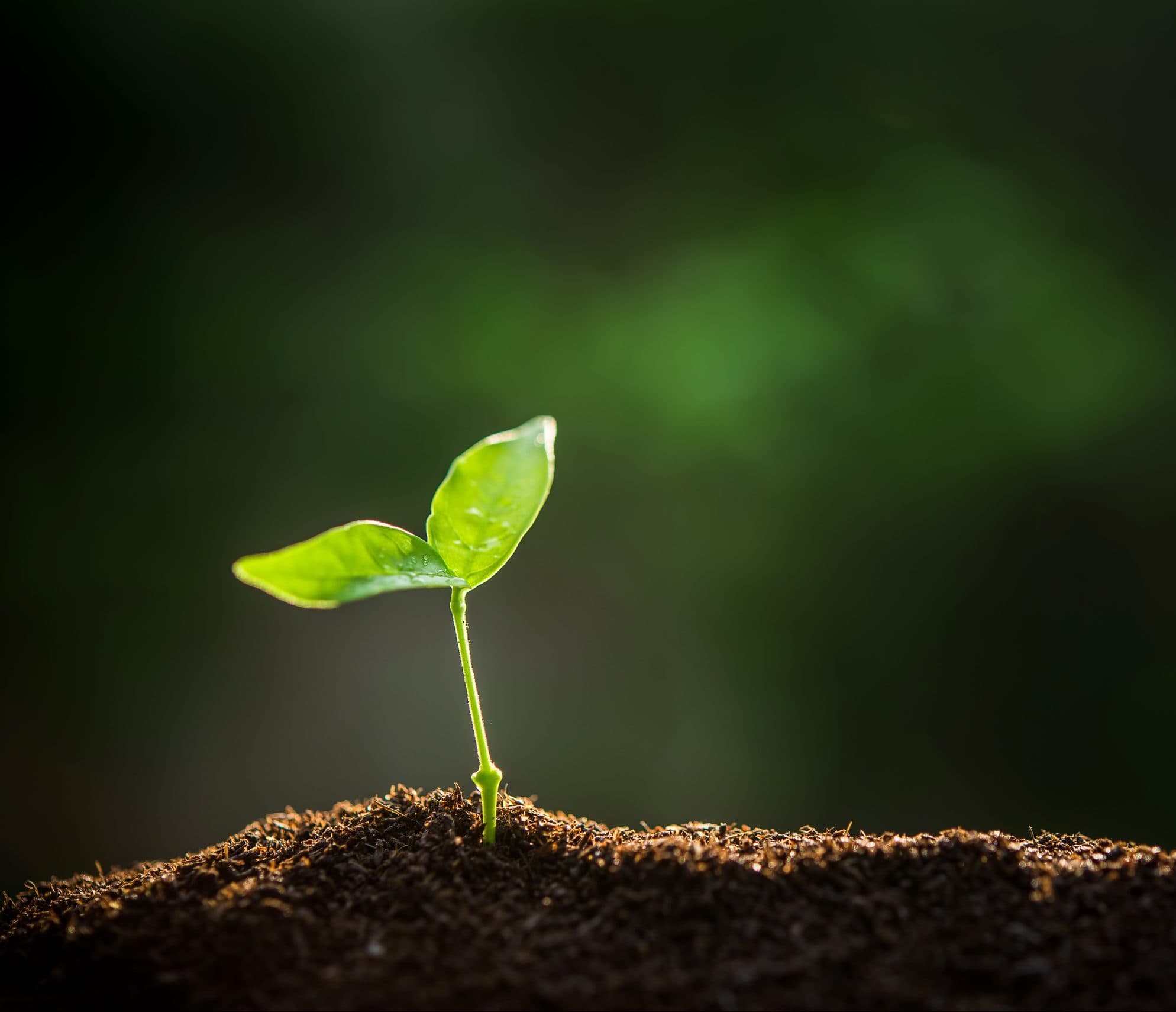 Picture of Discover how growth in life happens from a mental health perspective