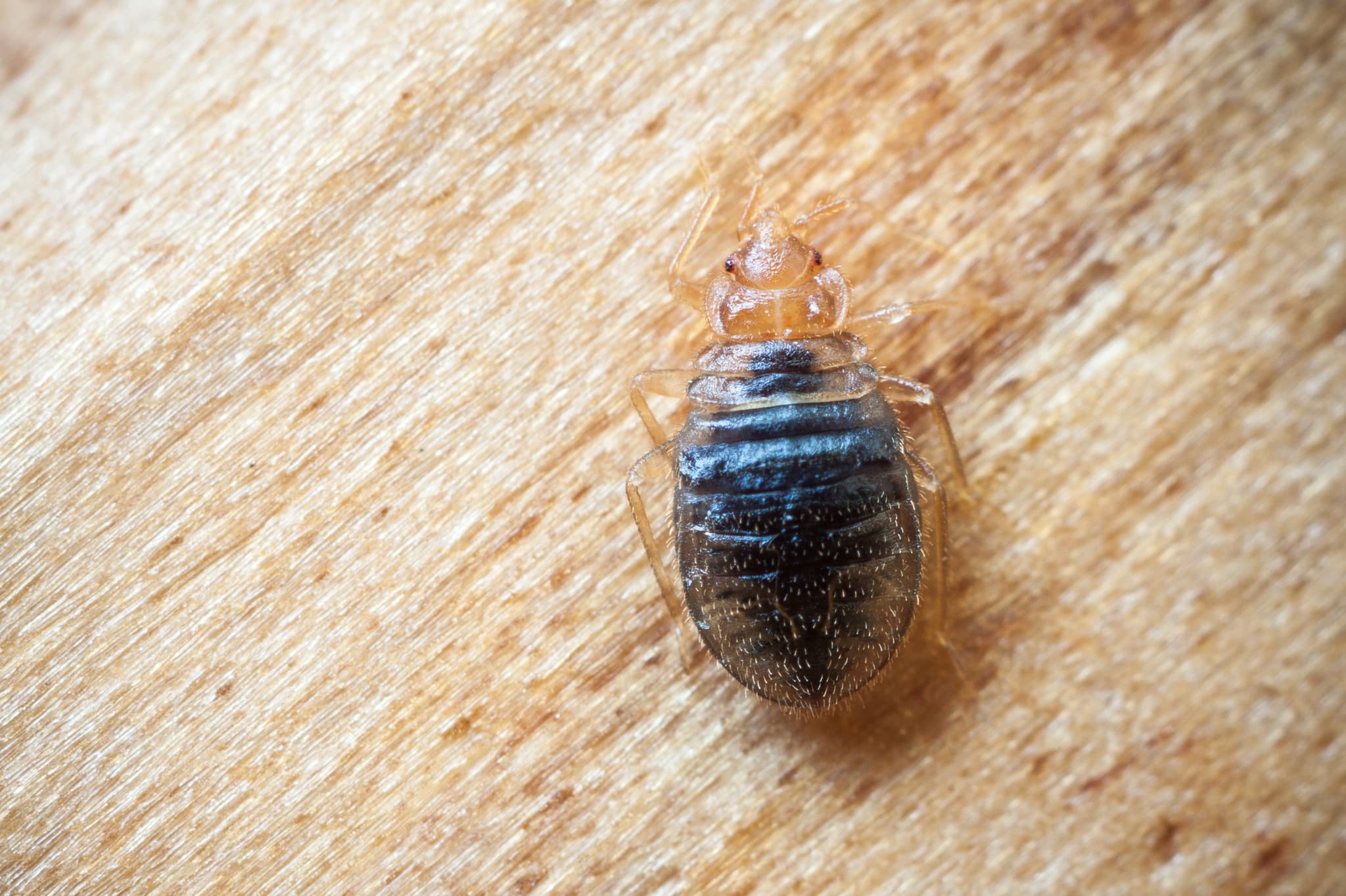 Picture of Bed bug on wood
