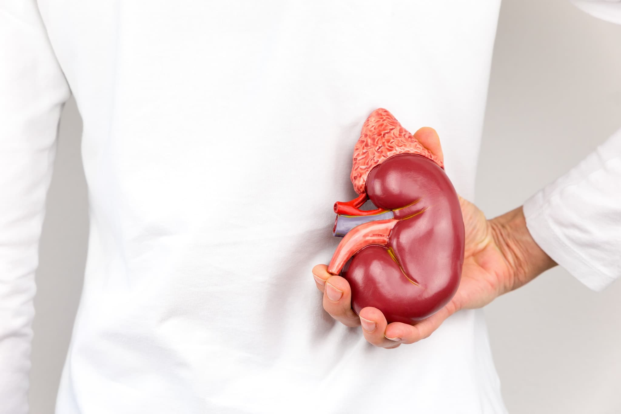 Picture of Female hand holding model of human kidney organ at back of body